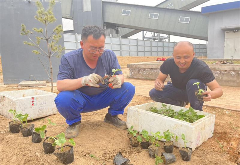 選煤公司：開(kāi)墾職工“小菜園” 為職工健康“加餐”